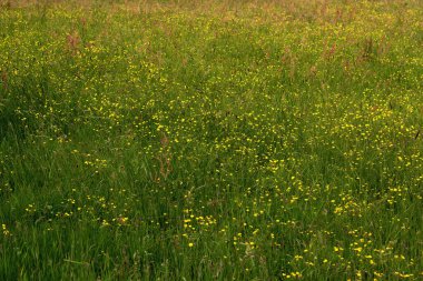Pasture with blooming buttercups in summer.