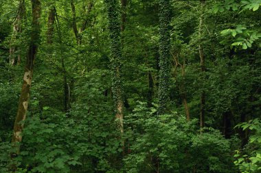 Deciduous forest with ivy overgrown trunks in summer.