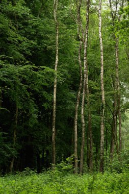 Birch trunks in a dense deciduous forest in summer.