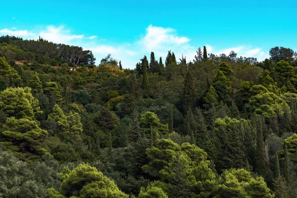 青い空の下の山の斜面に松の木 — ストック写真