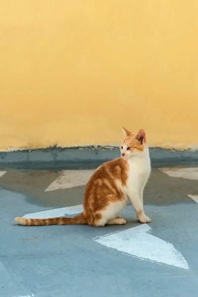 赤い白い猫が黄色い漆喰の壁の前の通りに座っている — ストック写真