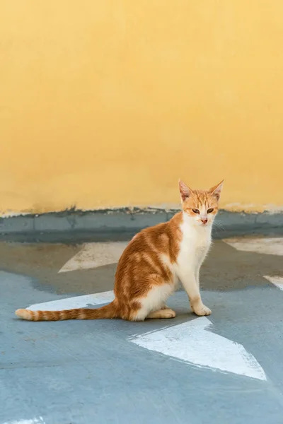 红白猫坐在黄色灰泥墙前面的街上 — 图库照片