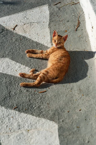 Rode Kat Liggend Straat Het Zonlicht — Stockfoto