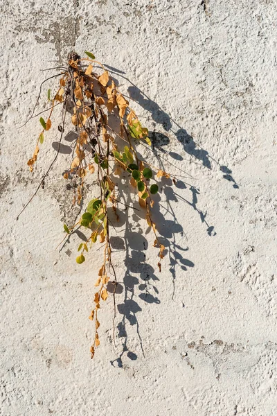 植物从白色灰泥墙上长出来 — 图库照片
