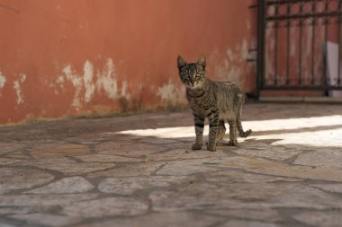 Utangaç genç tekir kedi güneşli bir Akdeniz köyünün caddesinde yürüyor..