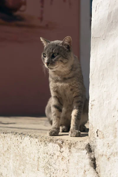 Grey Stray Cat Sits Doorstep Sunny Mediterranean Village — Stock Photo, Image