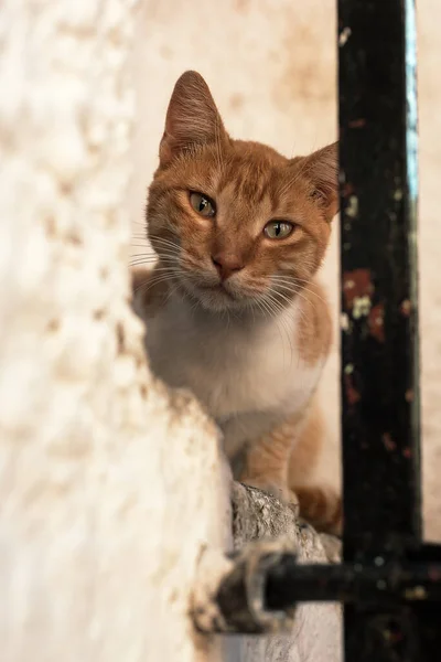 Красная Кошка Пороге Смотрит Через Забор — стоковое фото