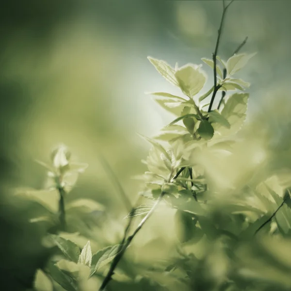 Fogliame primaverile — Foto Stock