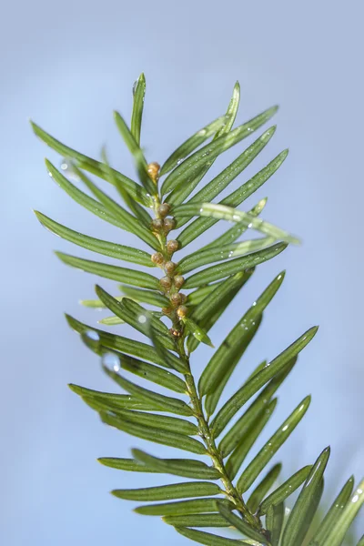 Tröpfchen — Stockfoto