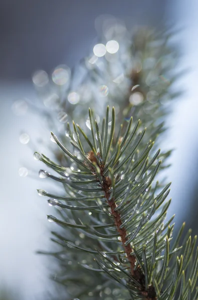 Branch of a pine with drops — Stock Photo, Image