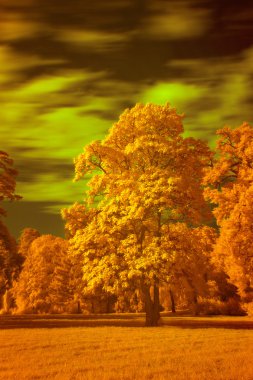 Kızılötesi peyzaj