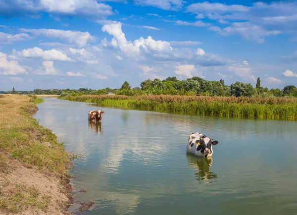 Vaca en el río en verano —  Fotos de Stock