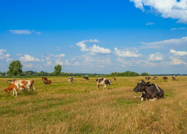 牛が畑にいて ストック写真