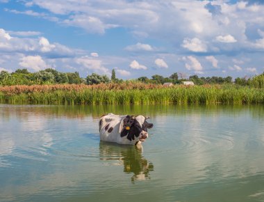 Yaz aylarında nehir inek