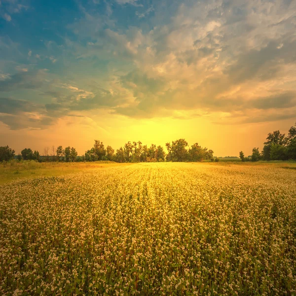 Landskap, solig gryning på ett fält — Stockfoto
