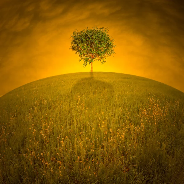 Hill ve gündoğumu tek ağaç — Stok fotoğraf
