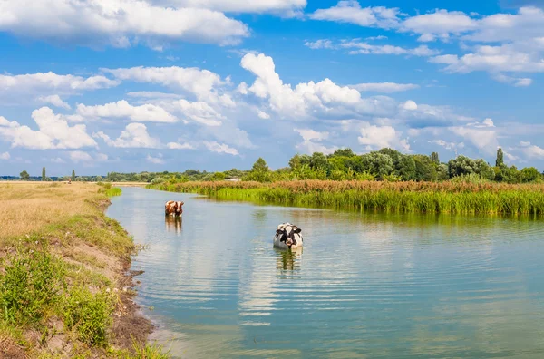 Cows in the river in summer — Stock Photo, Image