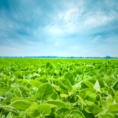 Yeşil çimen alanı ve parlak mavi gökyüzü