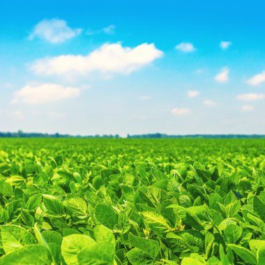 Yeşil çimen alanı ve parlak mavi gökyüzü