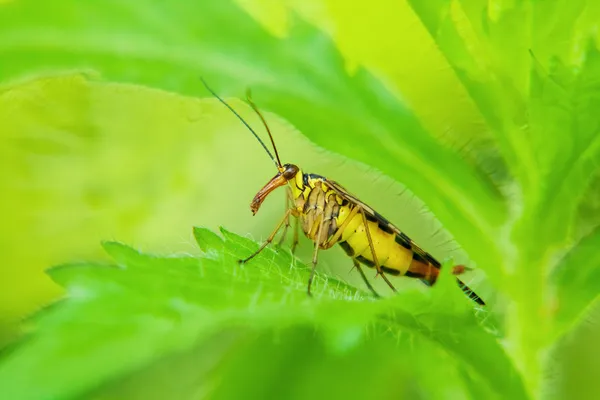 Panorpidae. Mosca-escorpião — Fotografia de Stock