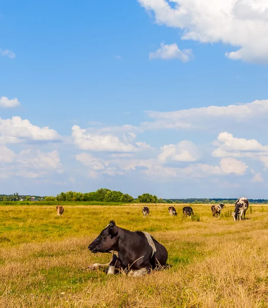 Koeien op de weide met groene en gele gras — Stockfoto