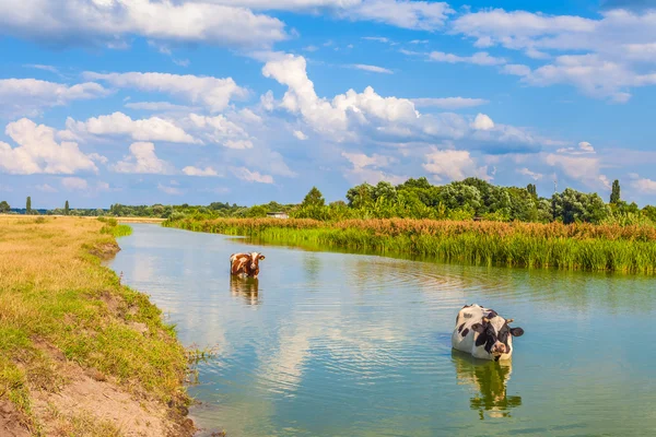 Vache dans la rivière et le champ en été — Photo