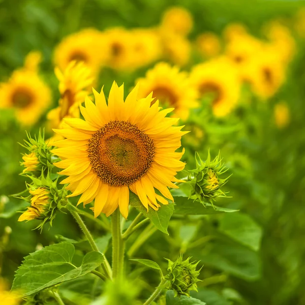 Girassóis no campo no verão — Fotografia de Stock