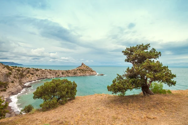 Δέντρο και θάλασσα — Φωτογραφία Αρχείου