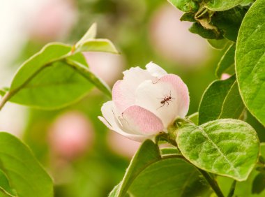 çiçek, meyve ağacının üzerinde karınca