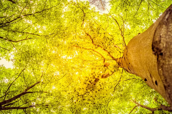 Groene takken in een hout en stralen van de zon — Stockfoto