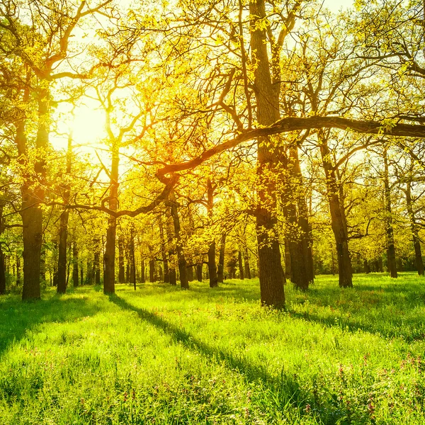 Feixes de sol da manhã no parque da primavera — Fotografia de Stock