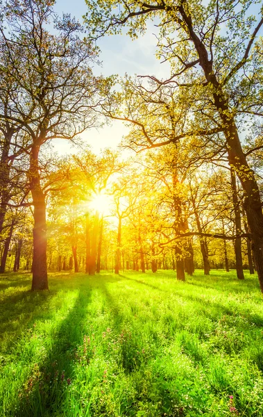 Morning sun beams in the spring park — Stock Photo, Image