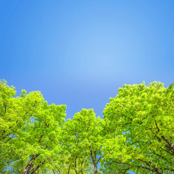 Green branches in a wood and blue sky — Stock Photo, Image