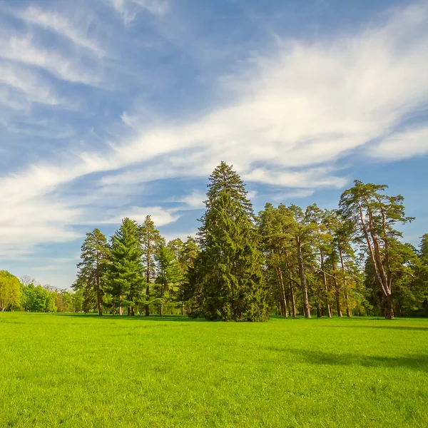 公園内の木々と緑の芝生 — ストック写真