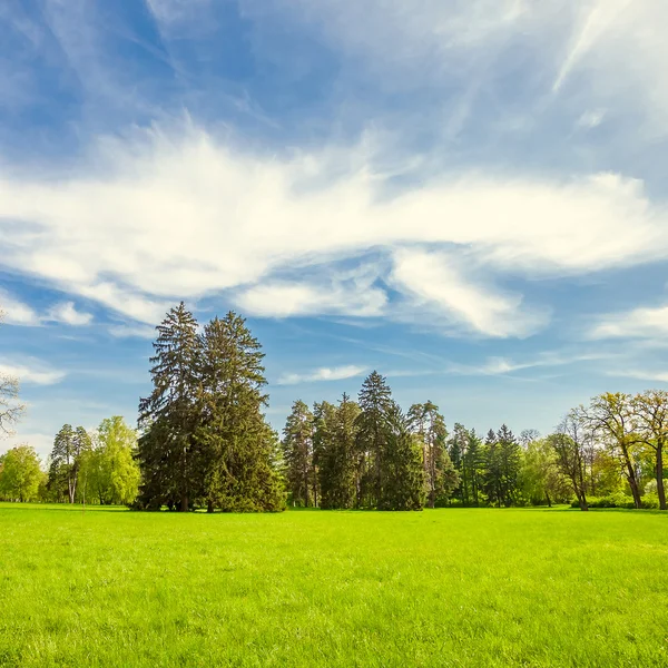 Зеленая лужайка с деревьями в парке — стоковое фото