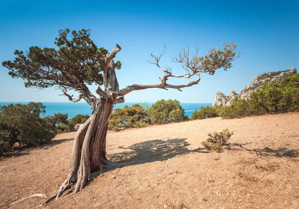 Paisaje de montaña. Ucrania. Crimea . — Foto de Stock