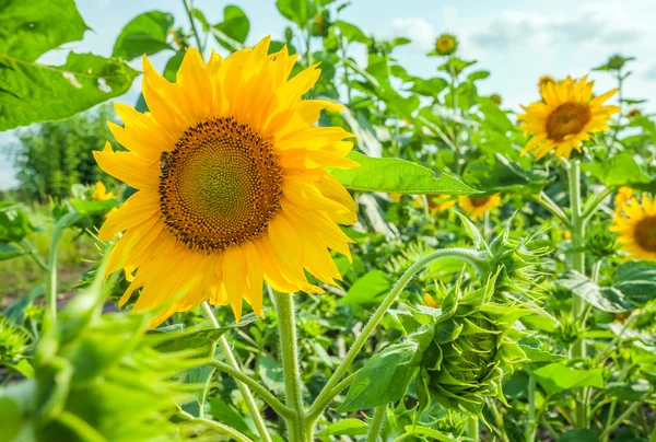 Girassóis no campo no verão — Fotografia de Stock