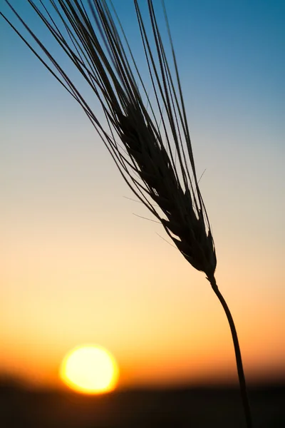 Campo de trigo maduro bajo una puesta de sol —  Fotos de Stock