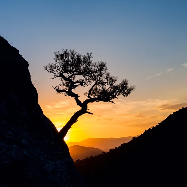 Одинокое дерево в горах на закате — стоковое фото