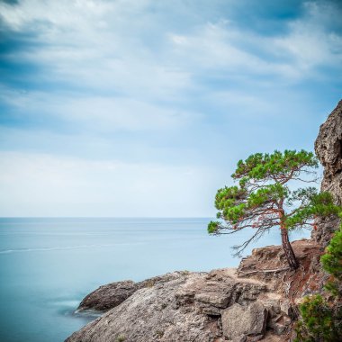 kayalar ve ağaç deniz manzarası