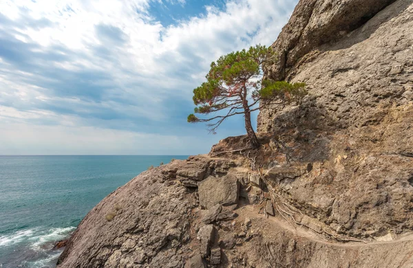 Meereslandschaft mit Felsen und Baum — Stockfoto