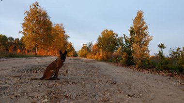 Belçikalı Malinois Çoban Köpeği yolda. Fotoğraf, ağaçların ve gökyüzünün arka planına karşı.