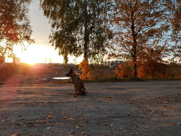 The concept is no people, only a dog at sunset in the open air. Photo of a Belgian shepherd dog in the park in autumn against the background of trees and sky.