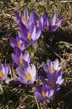 vahşi Çiğdem çiçek