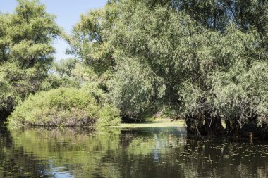Tuna Nehri Deltası, Romanya