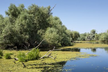 Tuna Nehri Deltası, Romanya