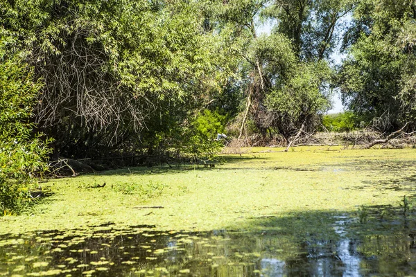 Delta del Danubio, Romania — Foto Stock