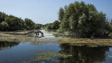 Tuna Deltası, yaban hayatı