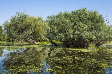 eski willows, vahşi yaşam Tuna Deltası