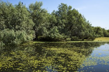 eski willows, vahşi yaşam Tuna Deltası